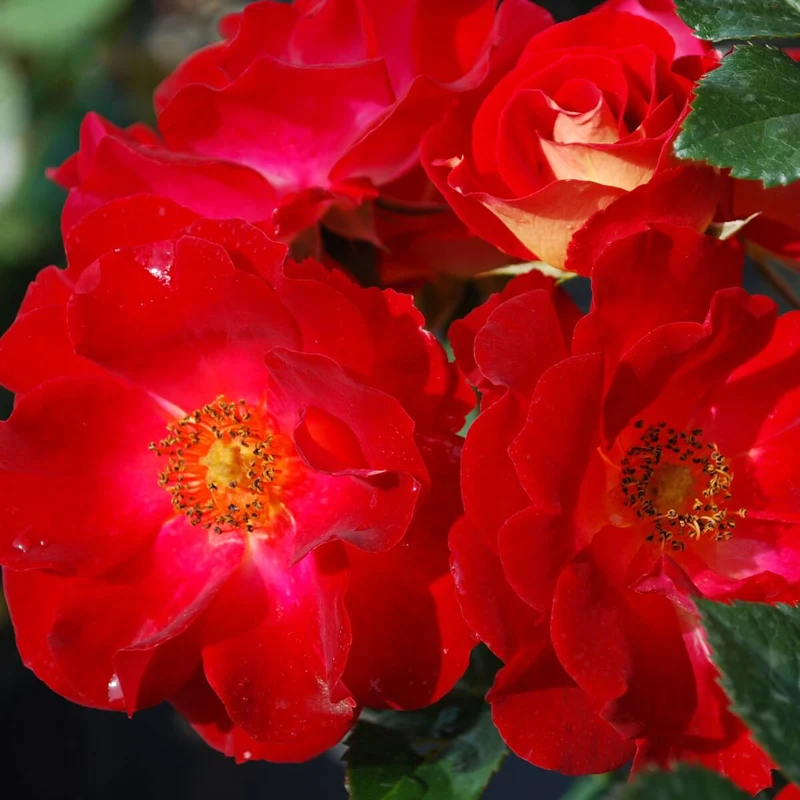 Bodendeckerrose 'Mainaufeuer®'