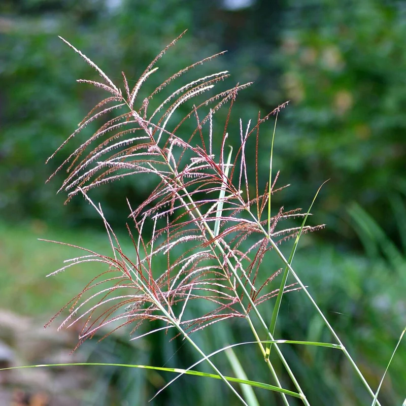 Haargras 'Pink Cloud'