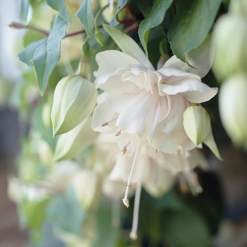 Hänge-Fuchsie 'Pink Marshmallow'