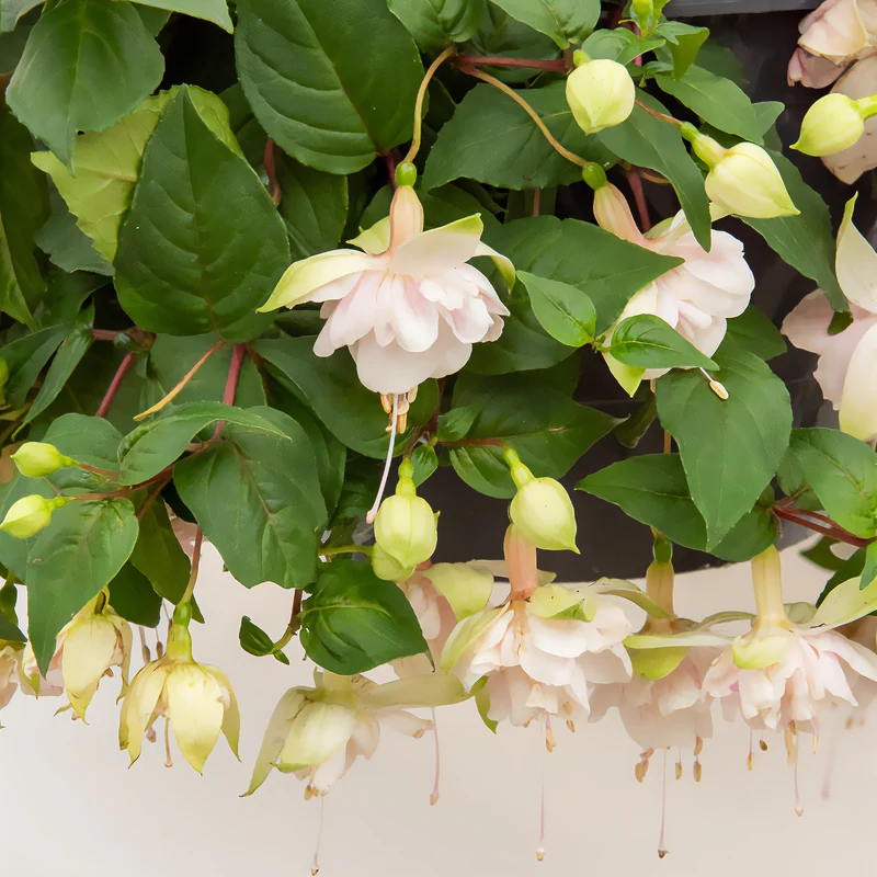 Hänge-Fuchsie 'Pink Marshmallow'