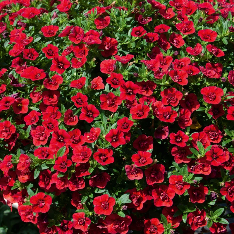 Gefüllte Zauberglöckchen rot
