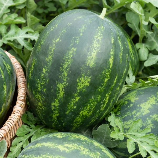 Wassermelonen Mini-Love