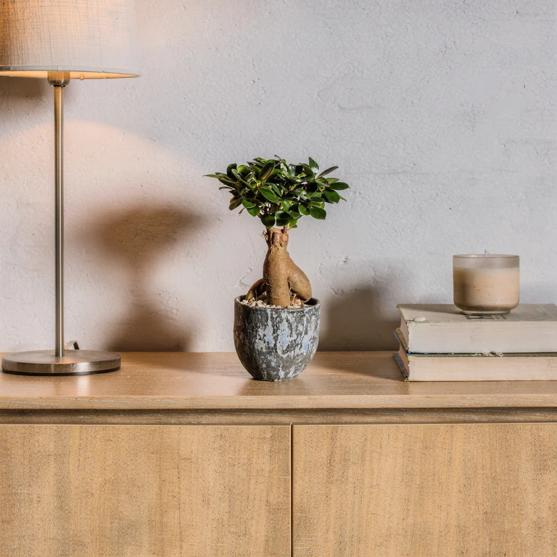 Ginseng-Bonsai im Topf "Porto"