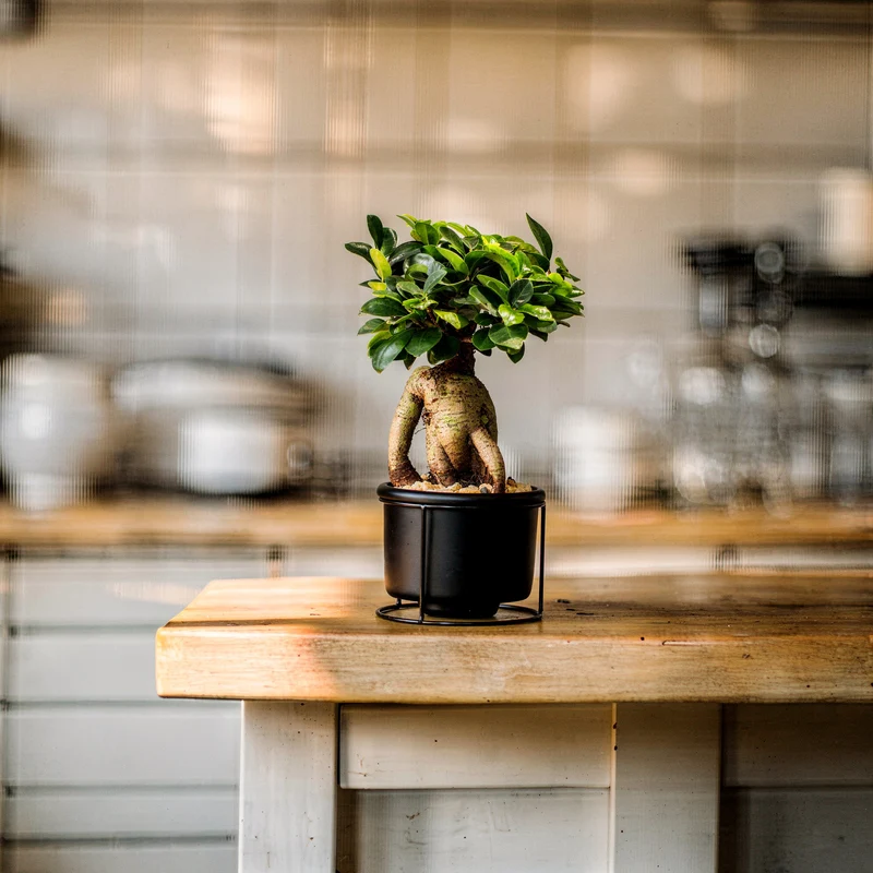 Ginseng-Bonsai im Betontopf