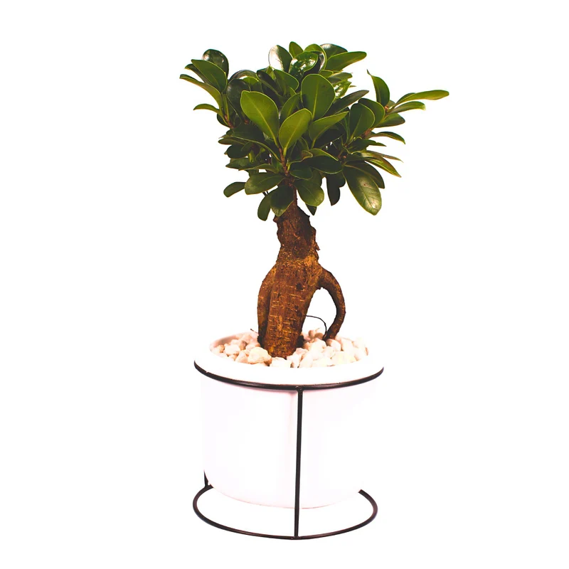 Ginseng-Bonsai im Betontopf