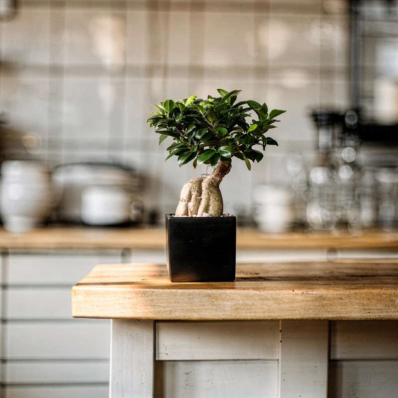 Ginseng-Bonsai im Keramiktopf