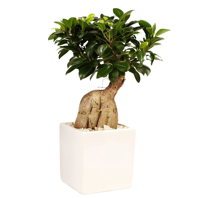 Ginseng-Bonsai im Keramiktopf