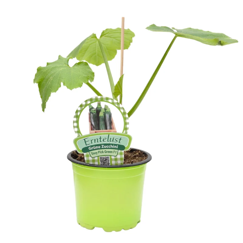 Zucchini 'Easy Pic Green'