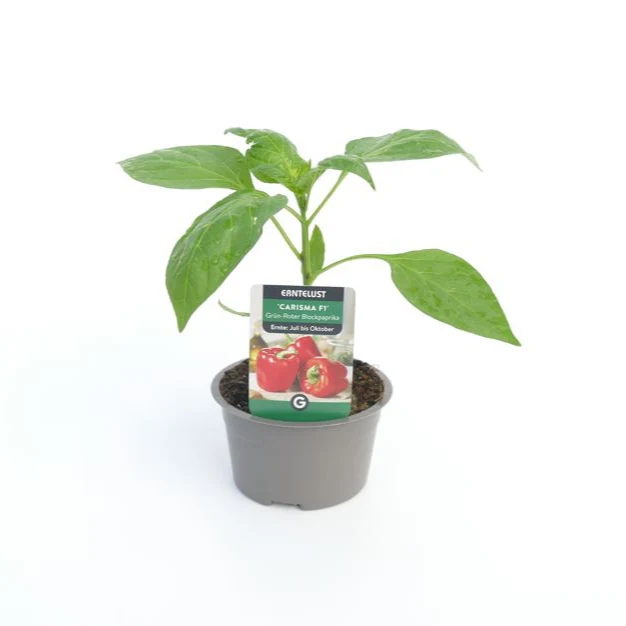 Blockpaprika 'Carisma'