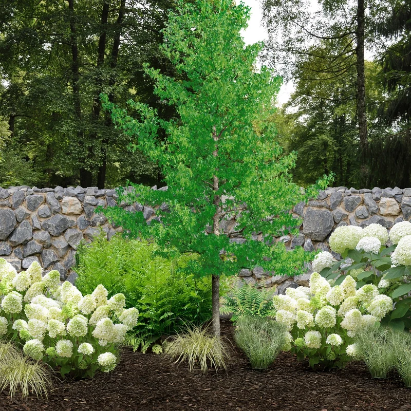 Pflanzen-Set “Vielfalt für halbschattige Gartenecken"
