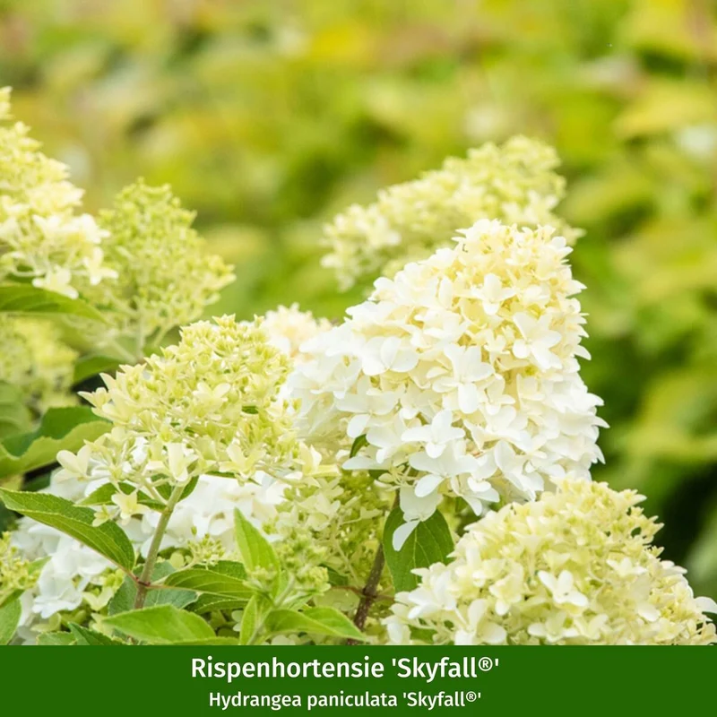 Pflanzen-Set “Vielfalt für halbschattige Gartenecken"