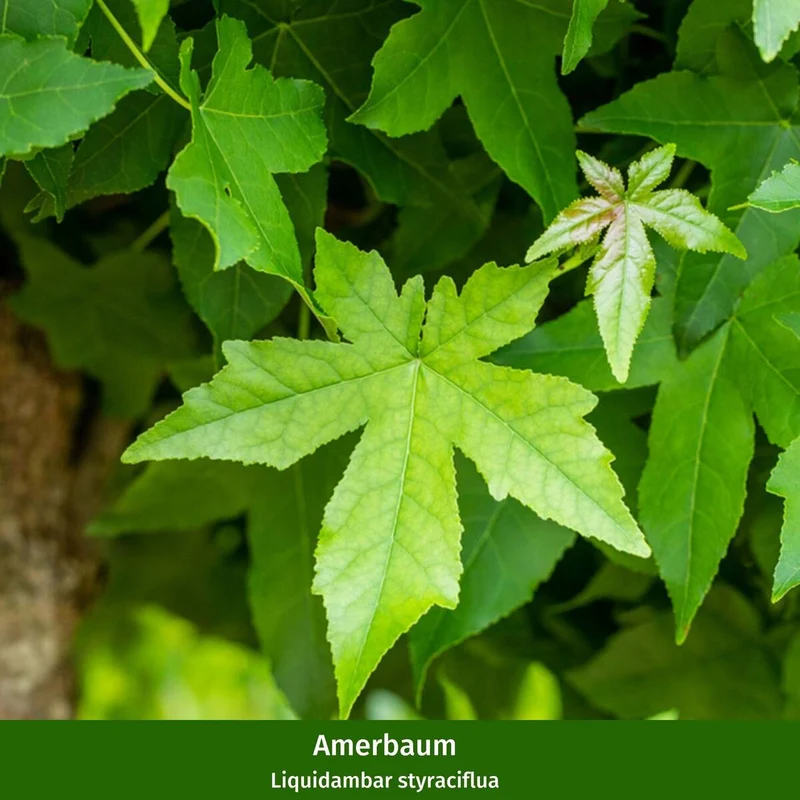 Pflanzen-Set “Vielfalt für halbschattige Gartenecken"