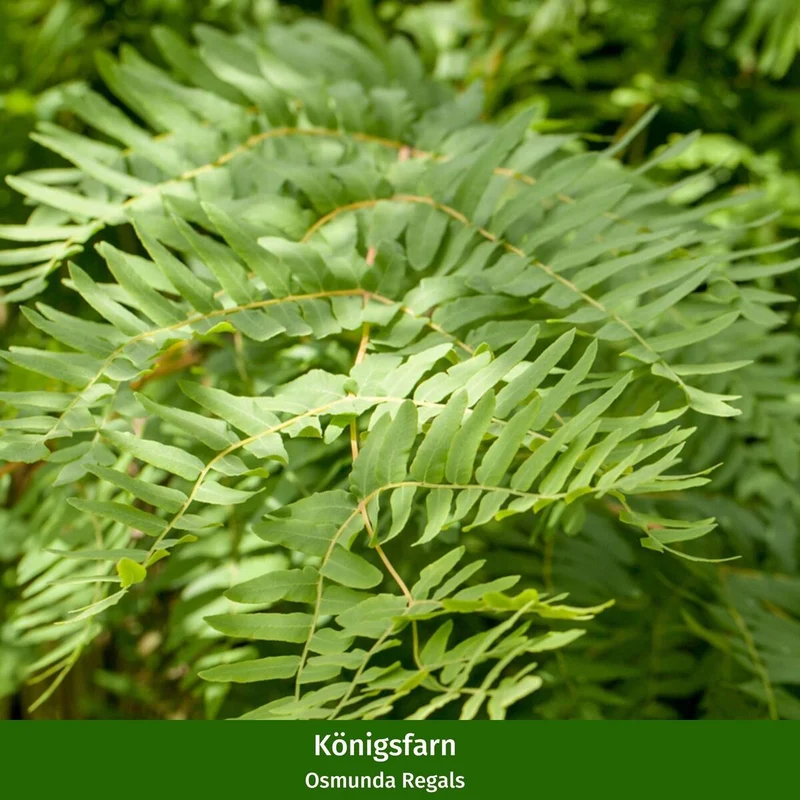 Pflanzen-Set “Vielfalt für halbschattige Gartenecken"