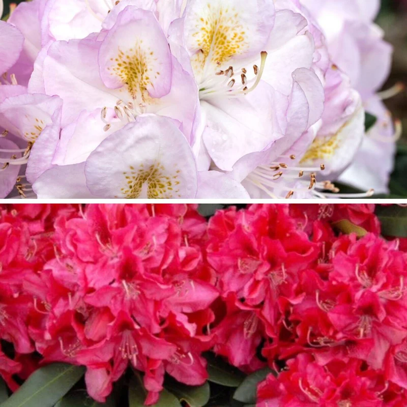 Rhododendron Easydendron® "Doppelfreude"
