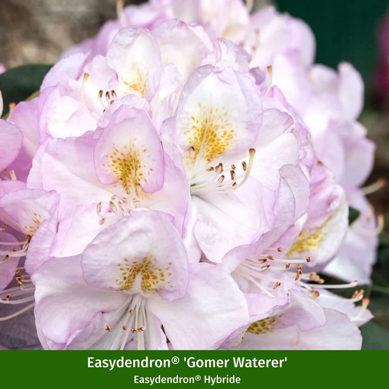 Rhododendron Easydendron® "Doppelfreude"