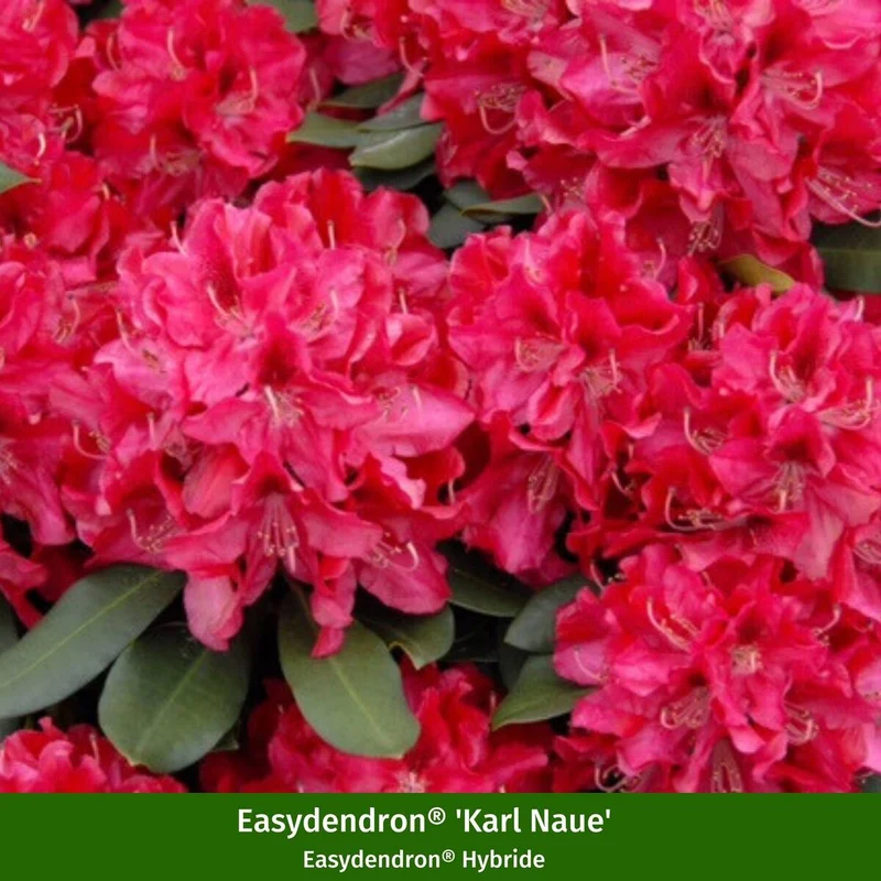 Rhododendron Easydendron® "Doppelfreude"