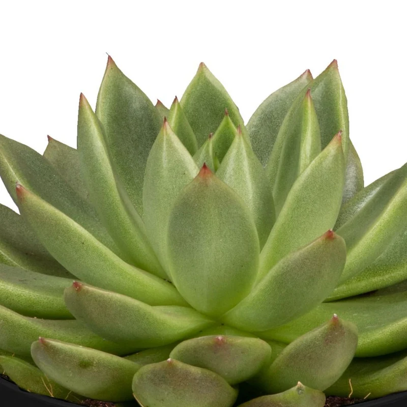Dickblatt 'Miranda'