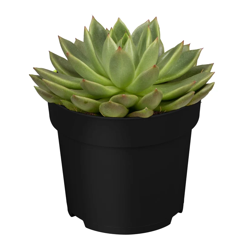 Dickblatt 'Miranda'