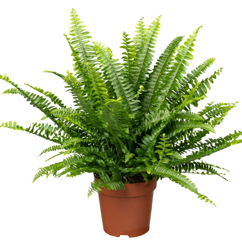 Schwertfarn 'Green Lady'
