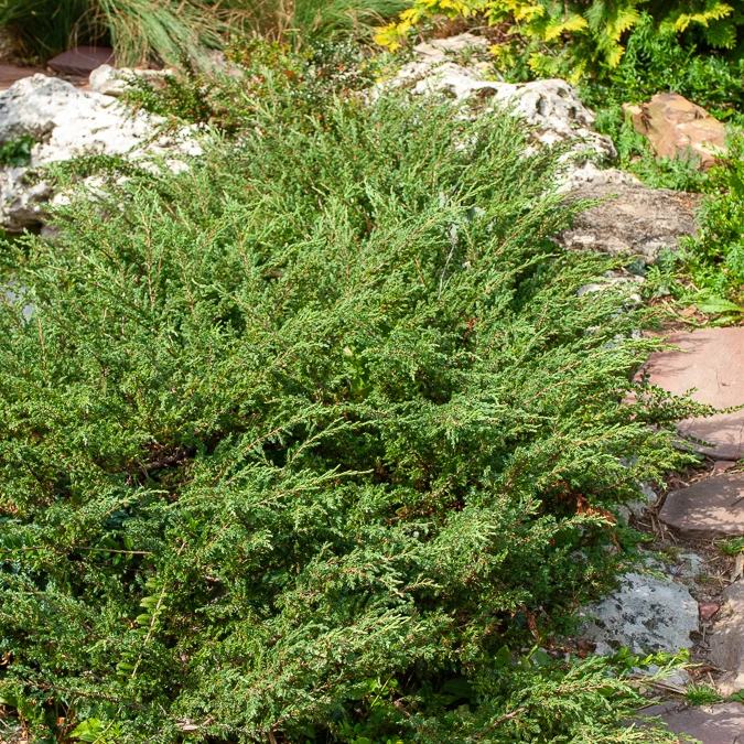 Kriech-Wacholder Wiltonii