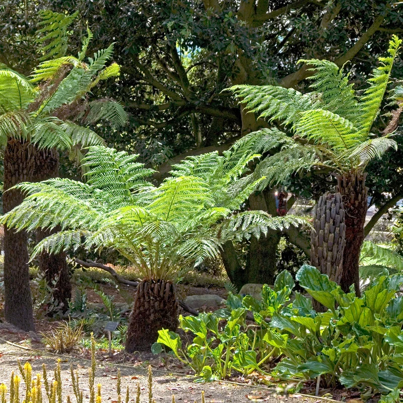 Tasmanischer Baumfarn