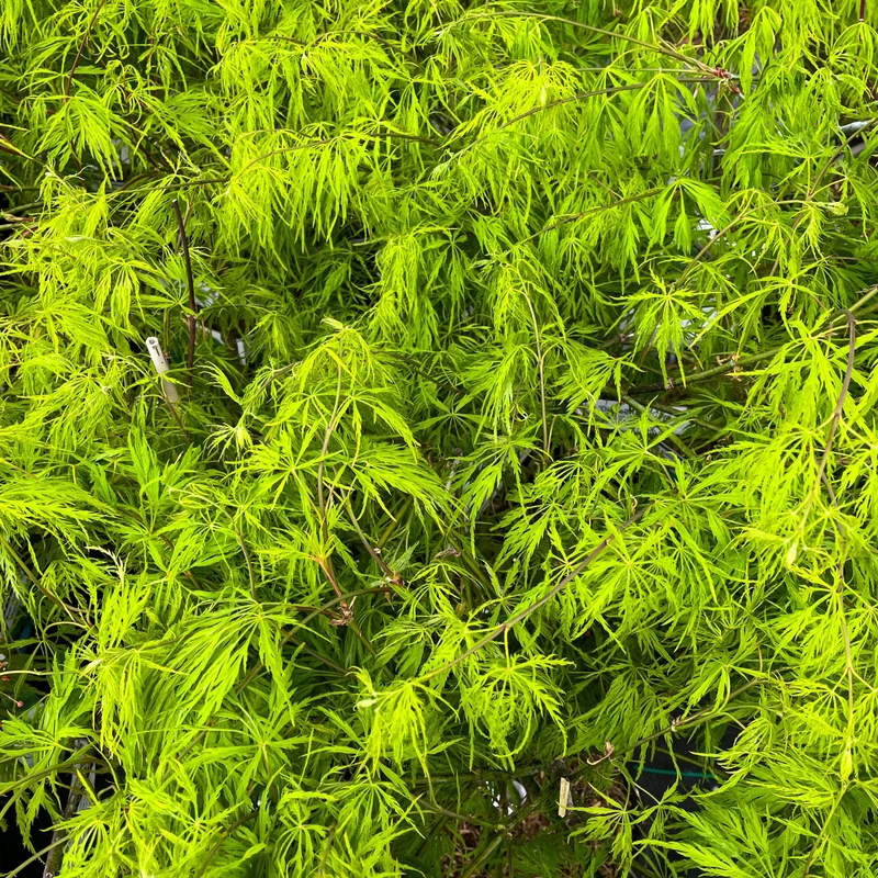 Schlitzahorn 'Dissectum Viridis'
