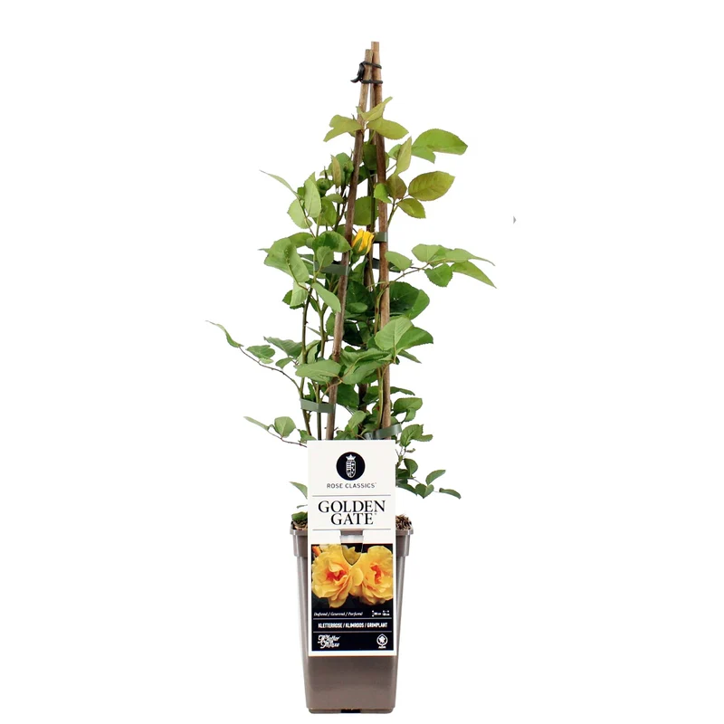 Kletterrose 'Golden Gate®'