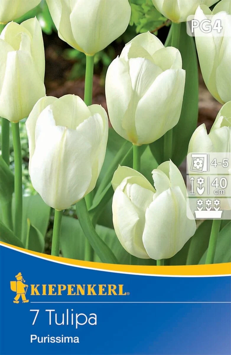 Kiepenkerl Fosteriana-Tulpe 'Purissima'