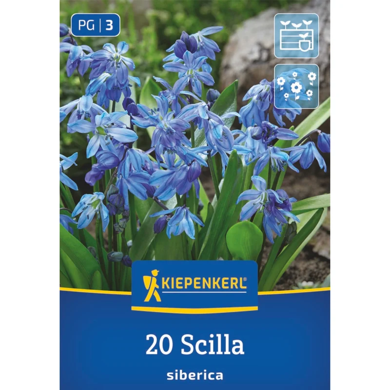 Kiepenkerl Sibirisches Blausternchen