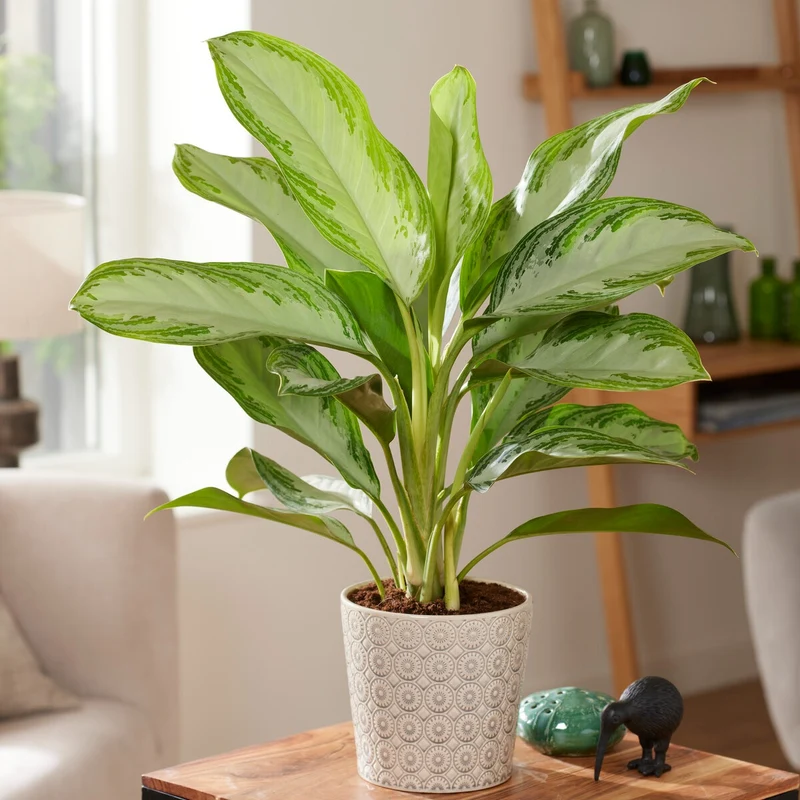 Kolbenfaden 'Silver Bay'