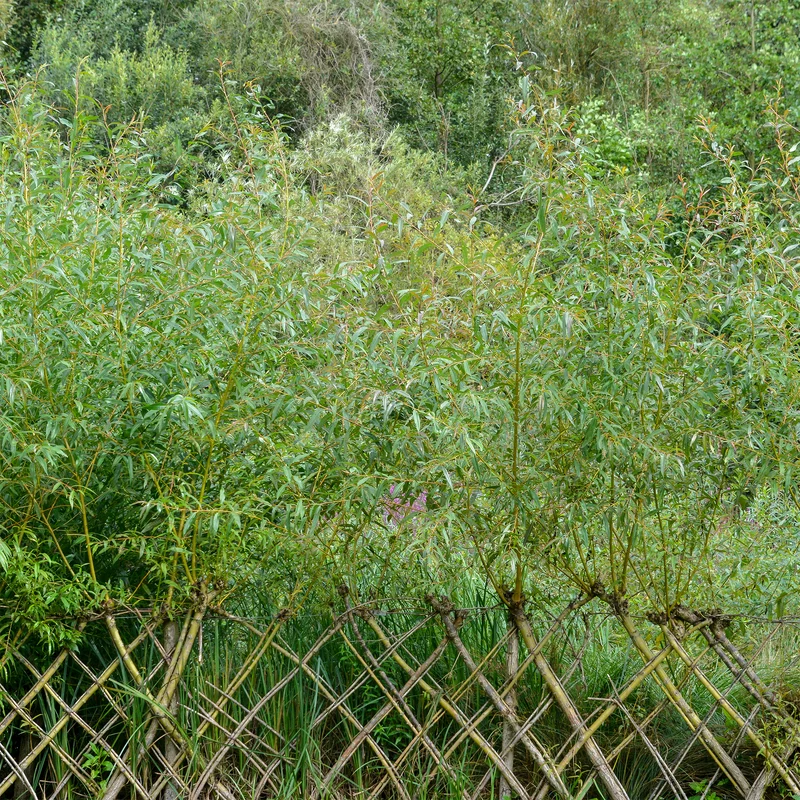 Braune Weide (Salix triandra)