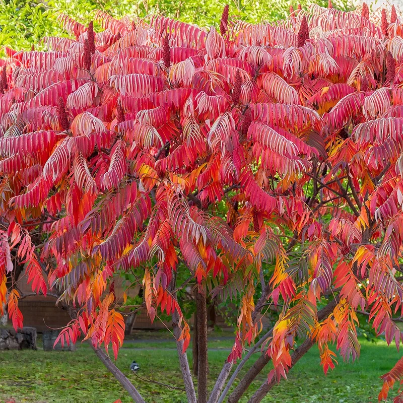 Essigbaum