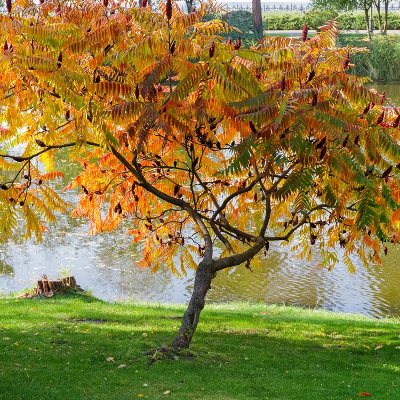 Essigbaum