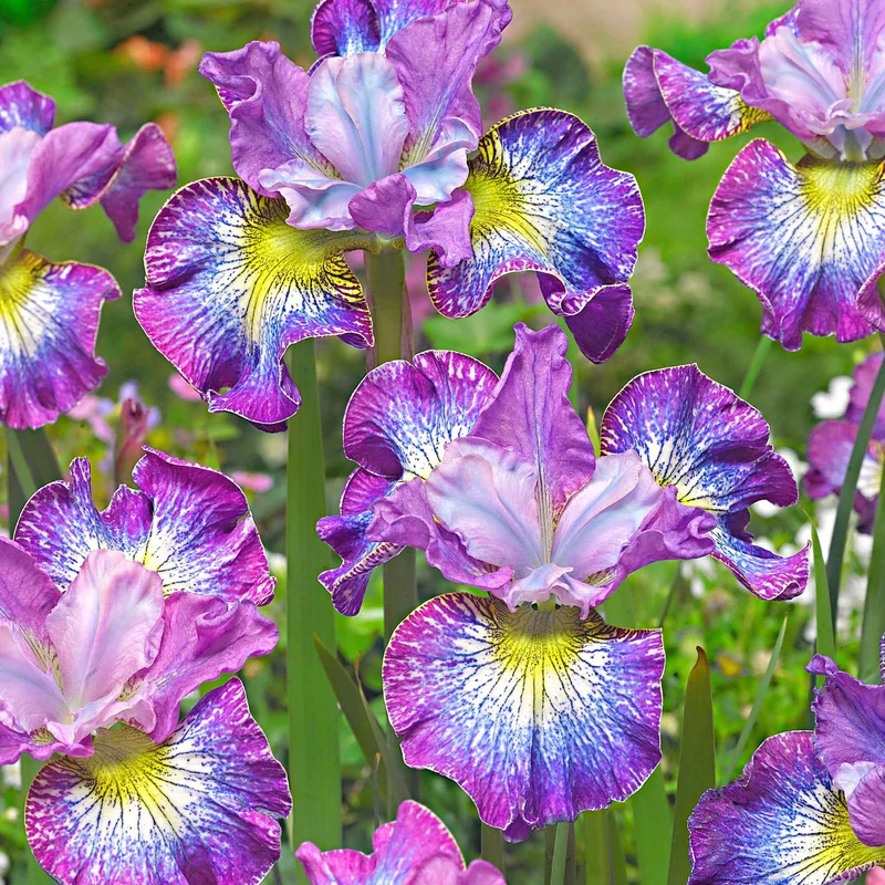 Sibirische Iris 'How Audacious' (x3)