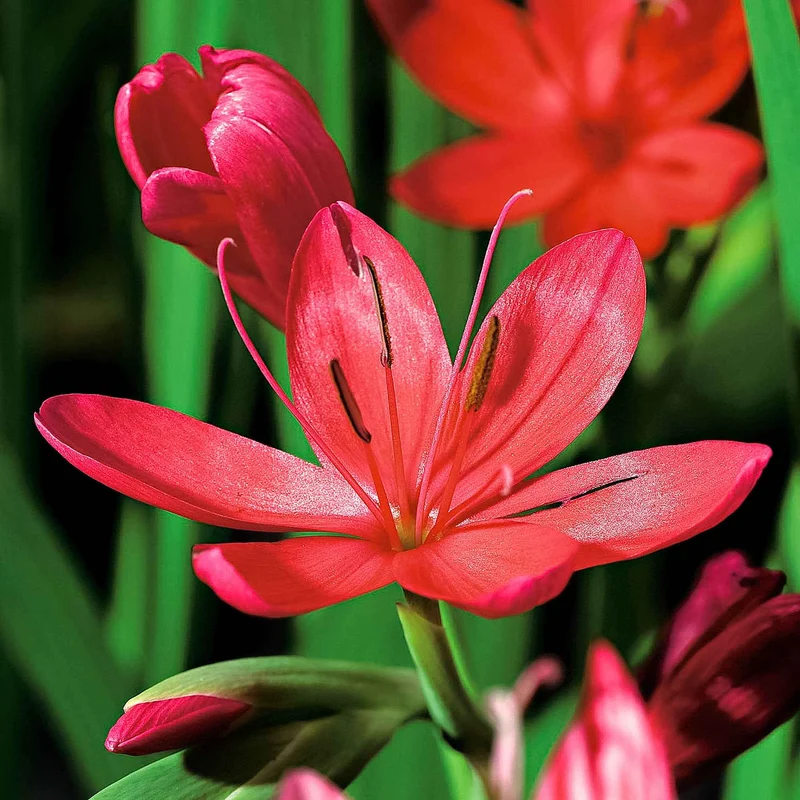 Kaffernlilie 'Major'