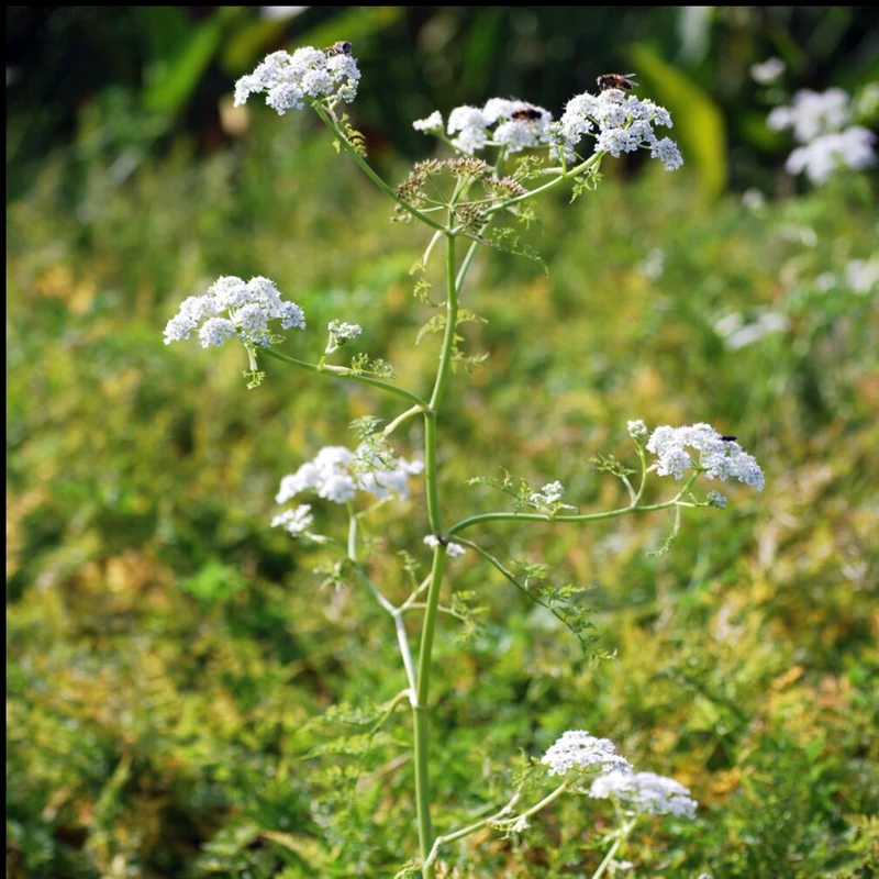 Wasser-Oenanthe