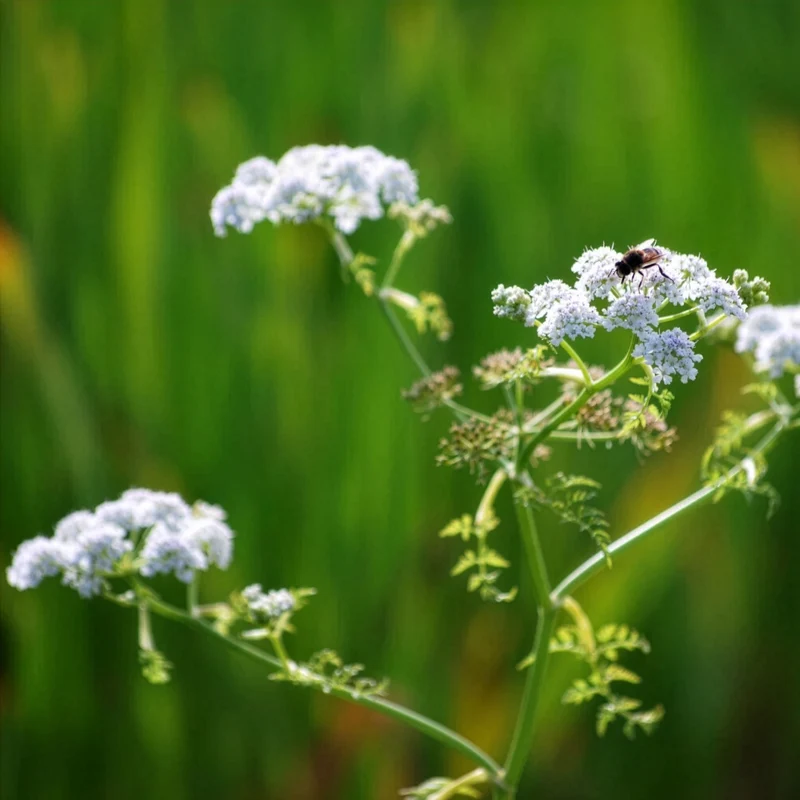Wasser-Oenanthe