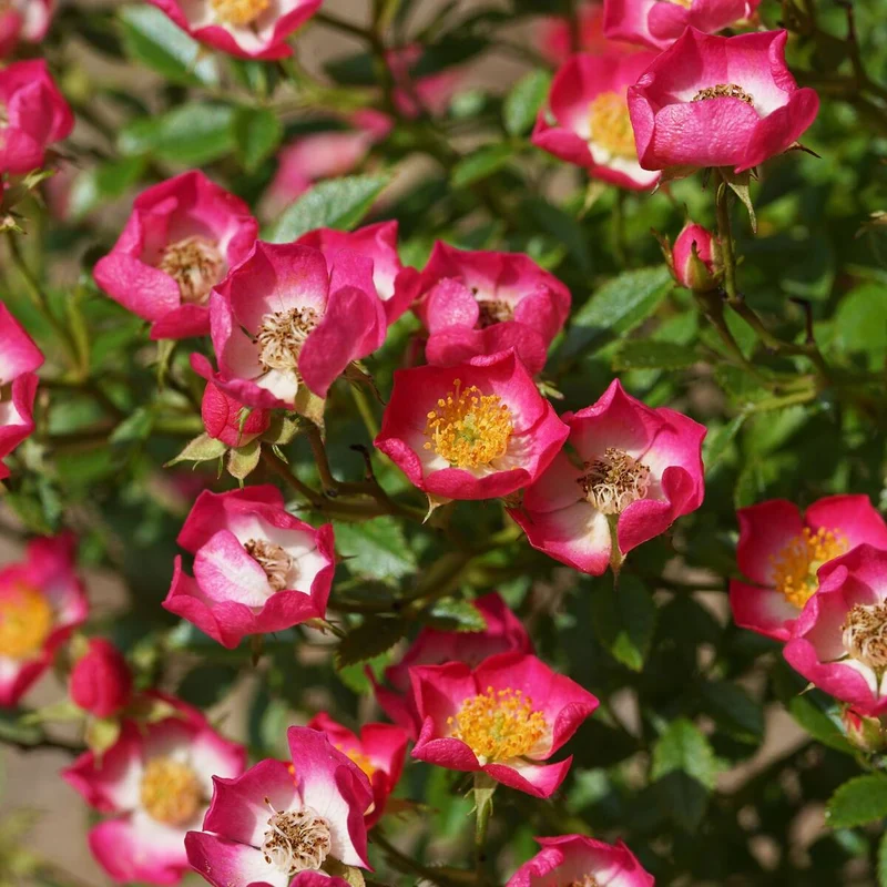 Zwergrose 'Miniatura®'