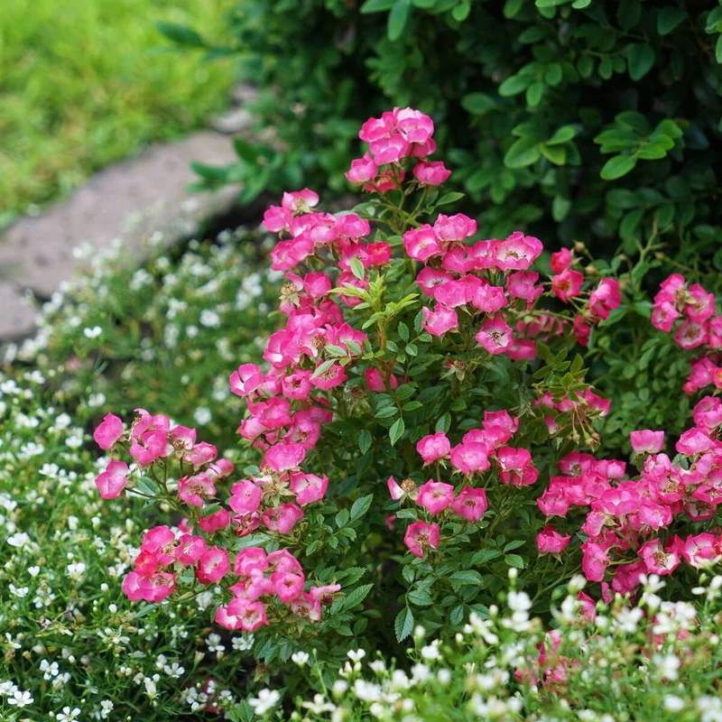 Zwergrose 'Miniatura®'
