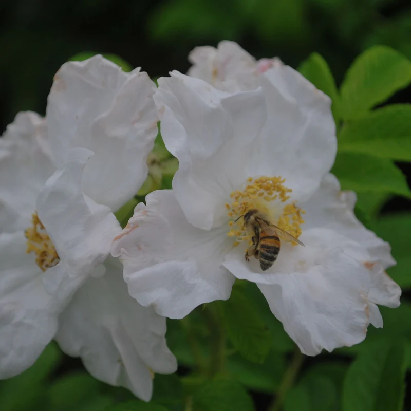 Apfelrose