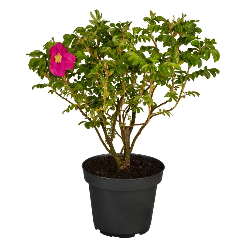 Apfelrose