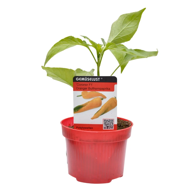 Spitzpaprika 'Coronor', F1