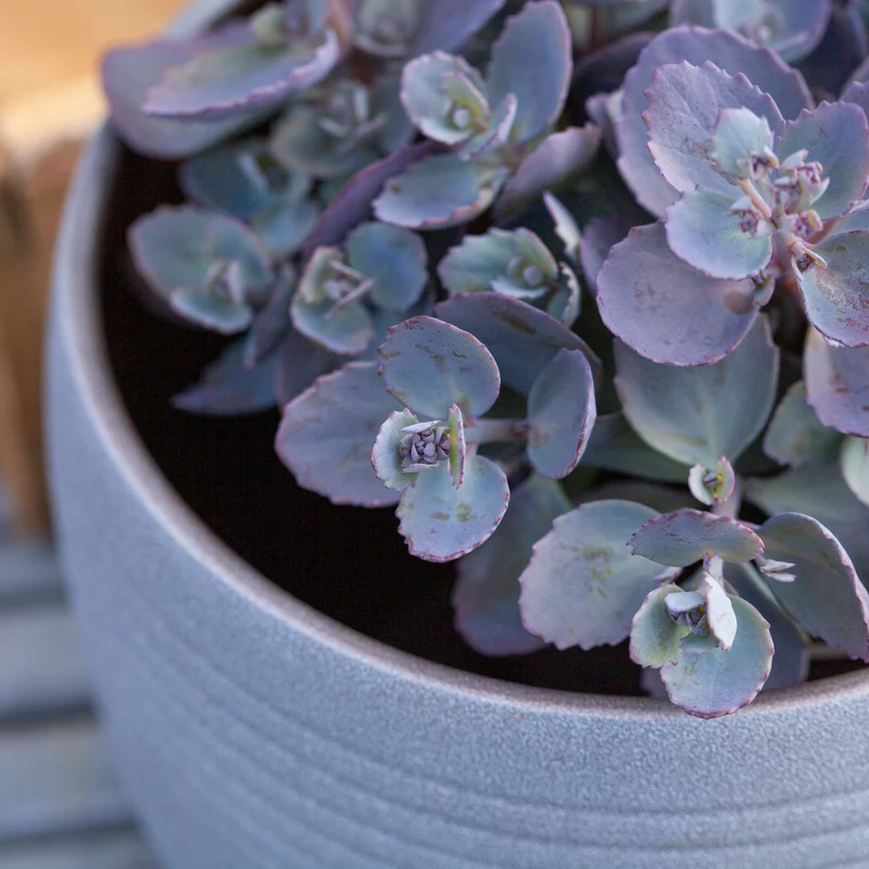 Fetthenne 'Red Canyon'