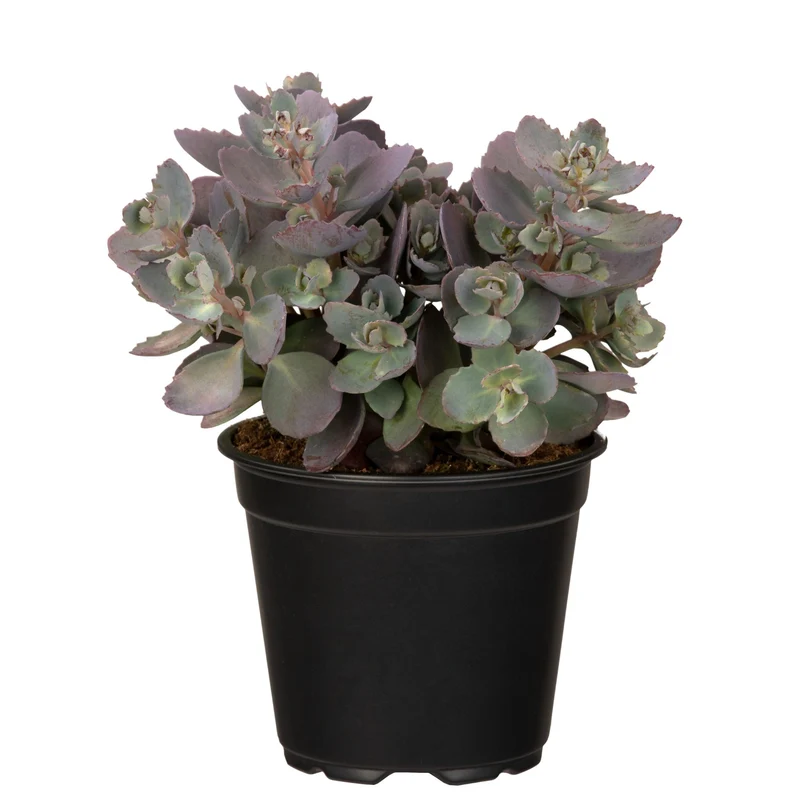Fetthenne 'Red Canyon'
