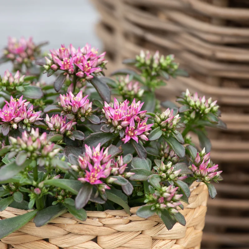 Fetthenne 'Spot On Deep Rose'