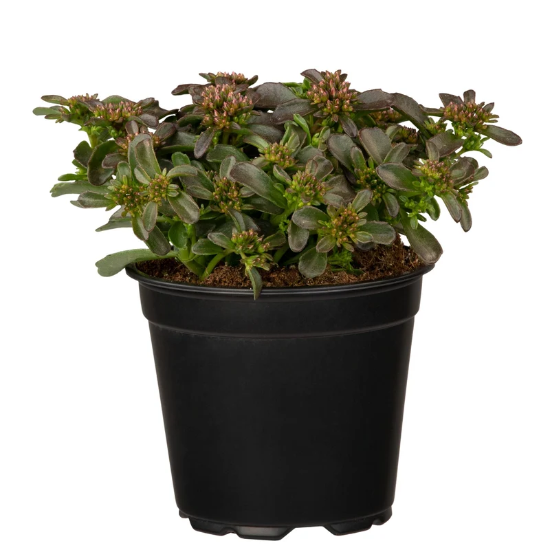 Fetthenne 'Spot On Deep Rose'