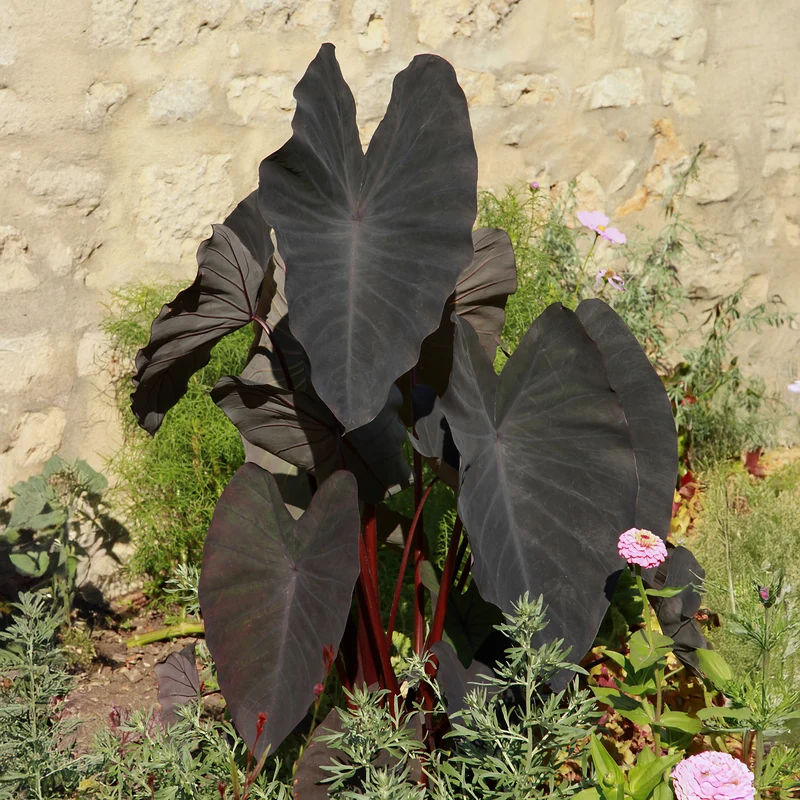 Elefantenohr ‘Black Magic’