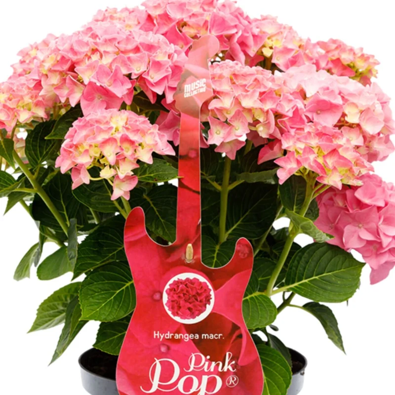 Bauernhortensie 'Music Collection Pink Punk®'