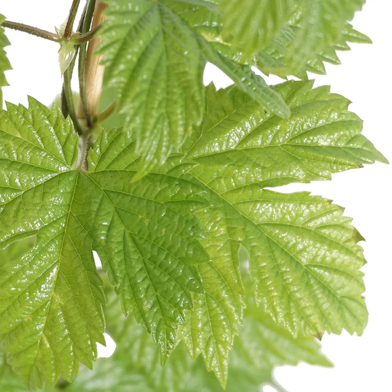 Echter Hopfen 'Hops'