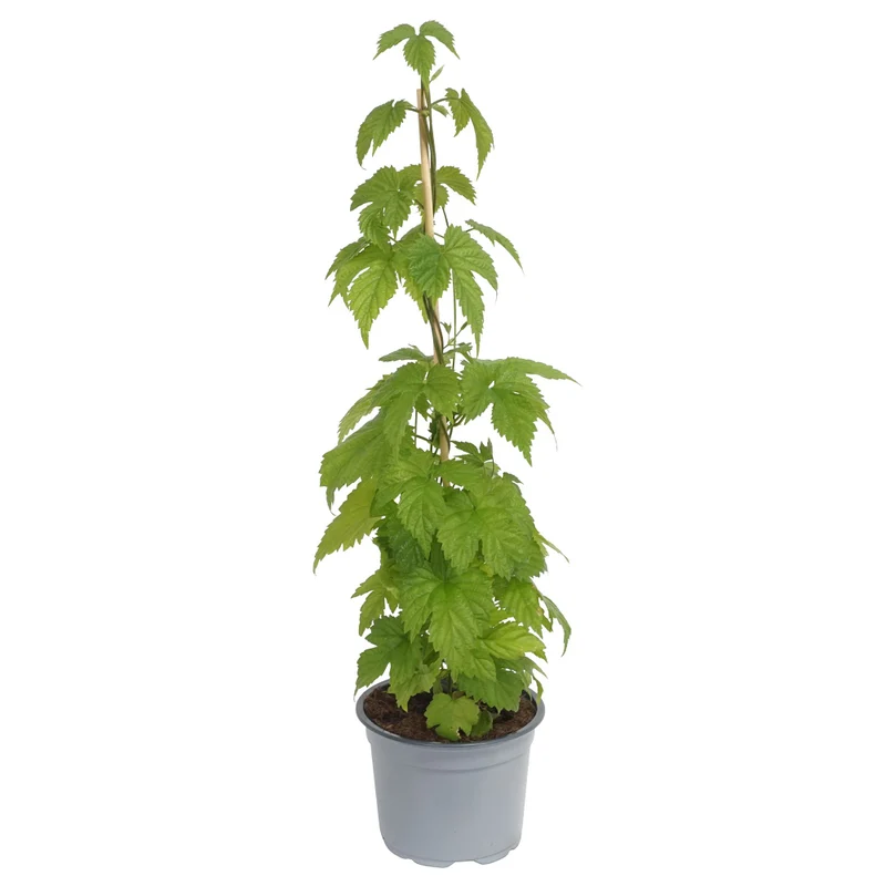 Echter Hopfen 'Hops'